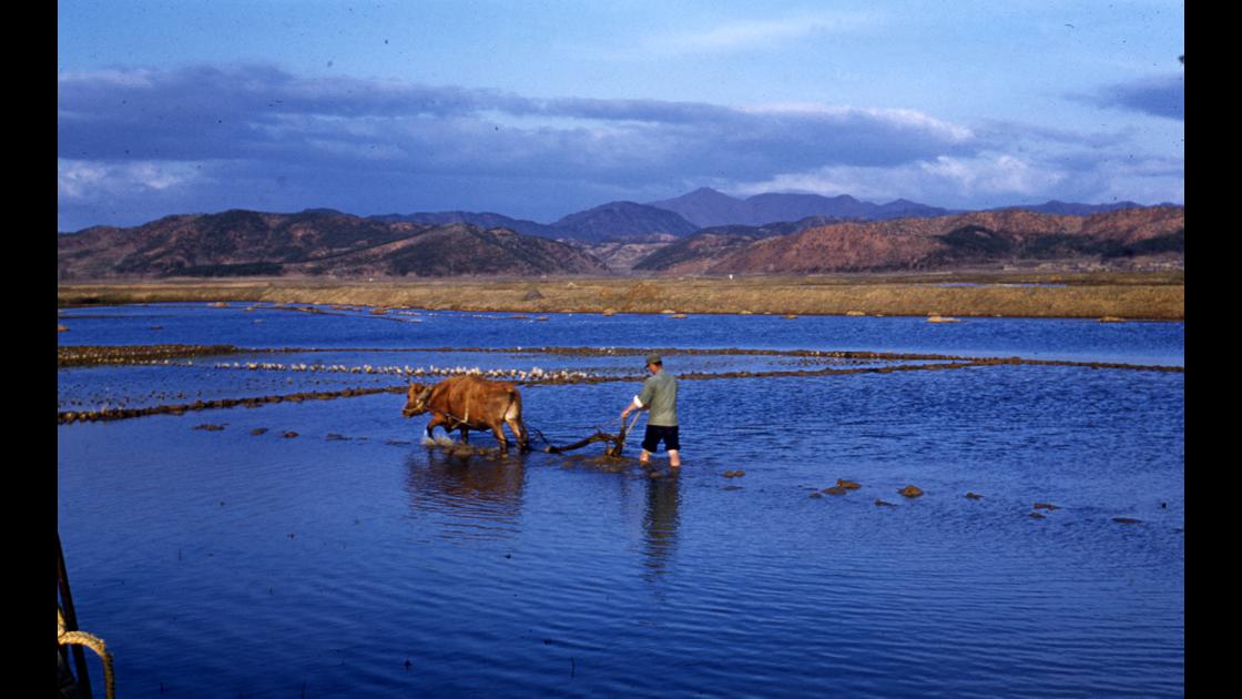 1960년 4월 경기도 파주시 들녁에서 소를 이용하여 논갈이를 하고 있는 농부 썸네일