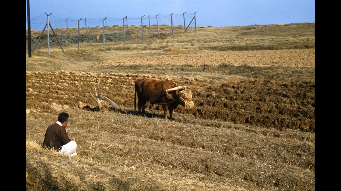 1960년 4월 경기도 파주시 파주리 주한 미8군 제1기갑사단 소속 부대 인근 철조망 밖 논에서 소의 쟁기로 밭을 가는 농부 썸네일