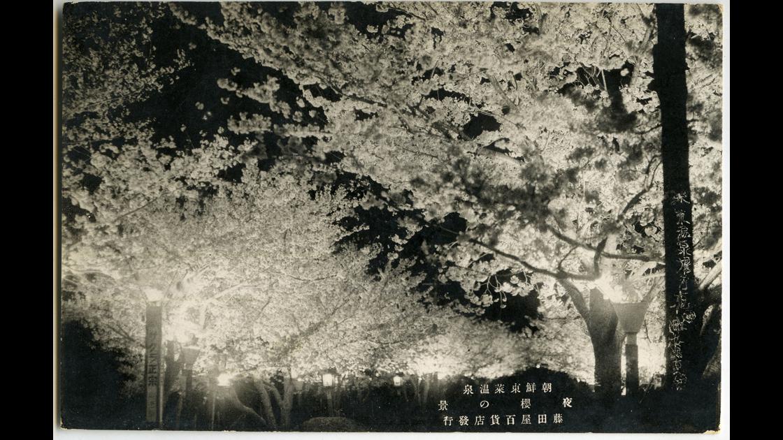 1930년대 부산 동래구 온천동 온천장 밤 벚꽃 썸네일
