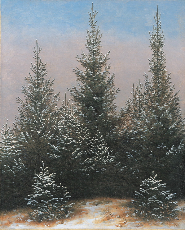 Spruce thicket in the snow 썸네일