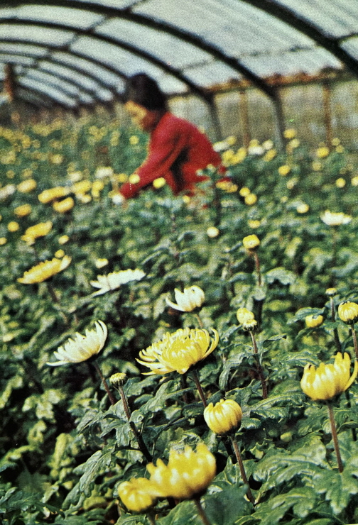 1971년_경남 김해 국화 재배 비닐하우스 썸네일