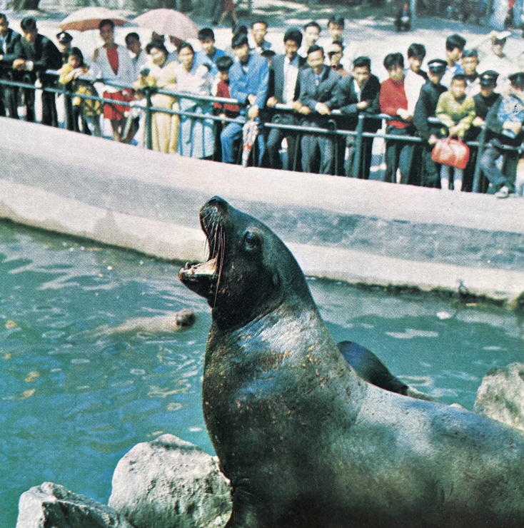 1971년_창경원 동물원 물개쇼 썸네일