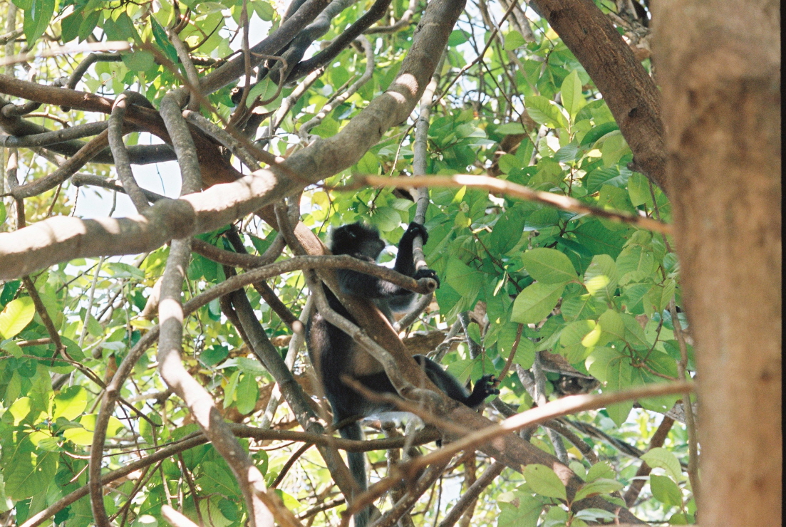 나무 위 원숭이 썸네일
