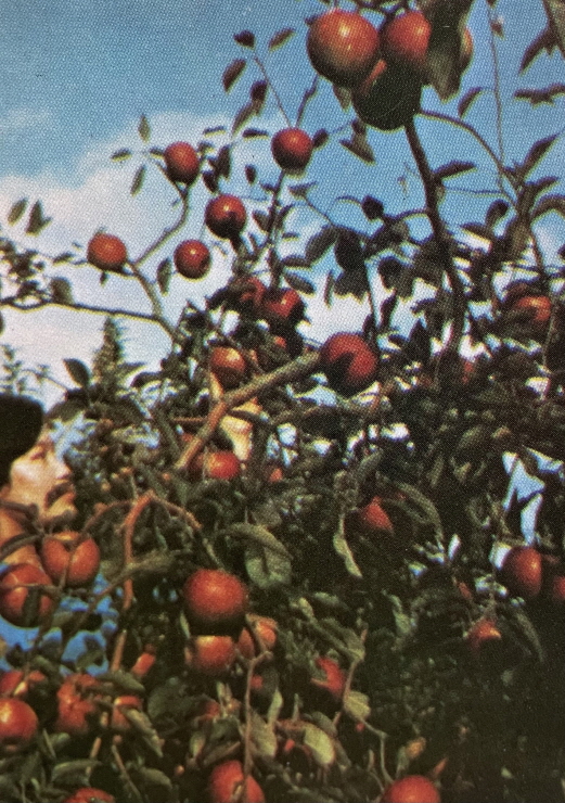 1971년_대구 사과재배 썸네일