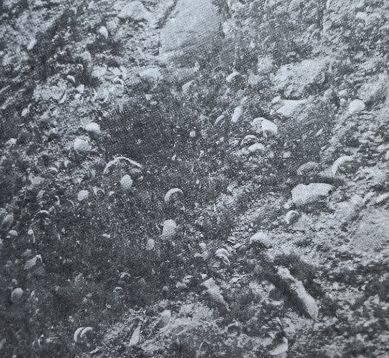 1971년_서귀포 패류화석 썸네일