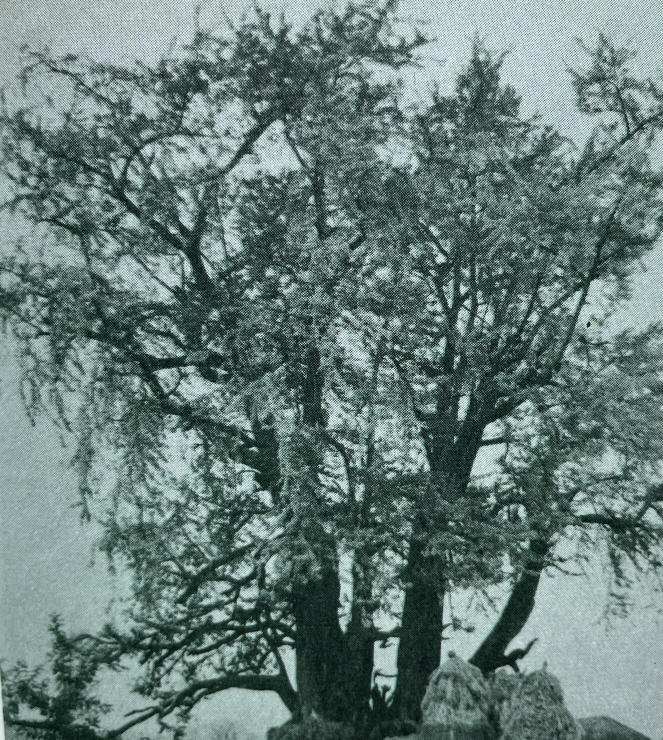 1971년_영월 은행나무 천연기념물 썸네일