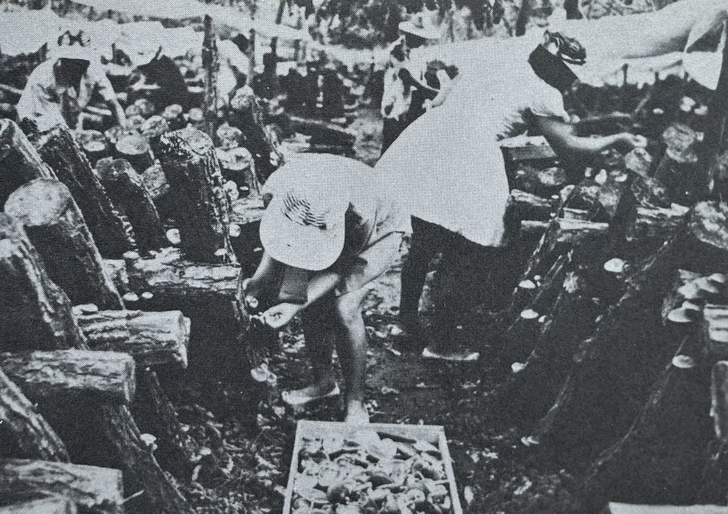 1971년_홍천 표고버섯재배 썸네일