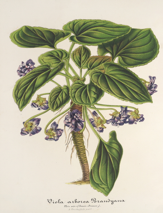 Viola arborea Brandyana 썸네일