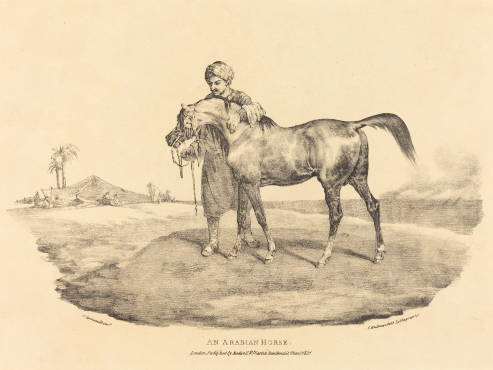 An Arabian Horse 썸네일