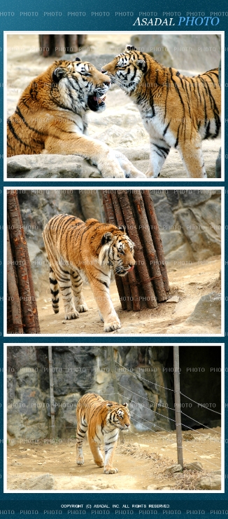 [동물원]호랑이 이미지02(자유로운 응용) 썸네일