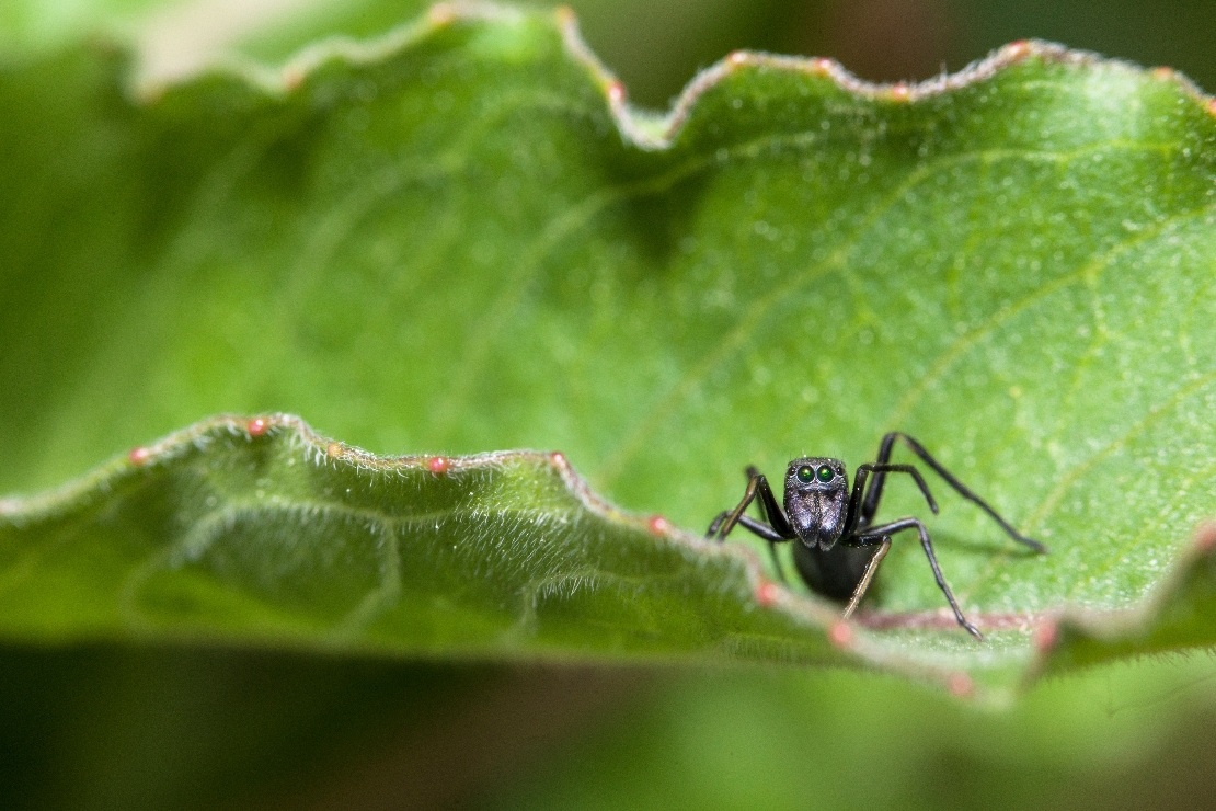 [위기의 생물종] 엄니개미거미 썸네일