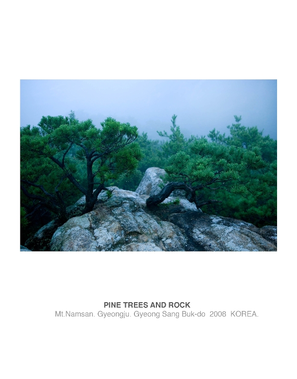 소나무와 바위 (Pine Trees and Rock) 썸네일