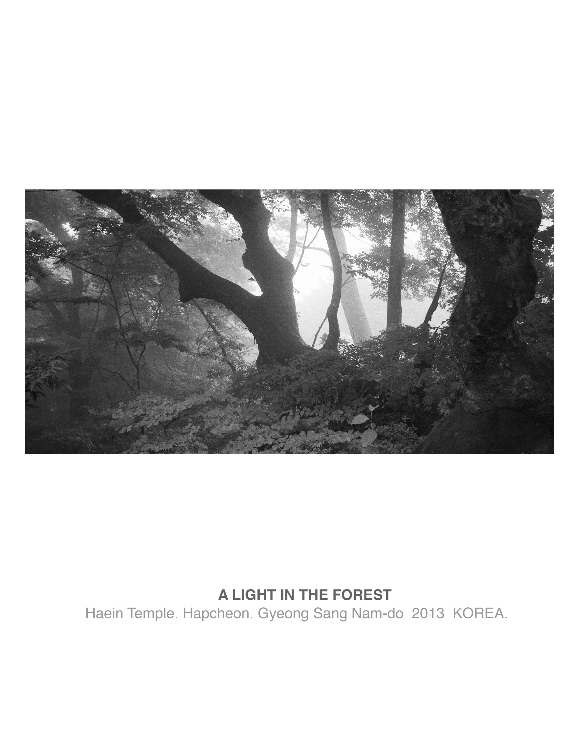 숲 안의 빛 (A Light in the Forest) 썸네일
